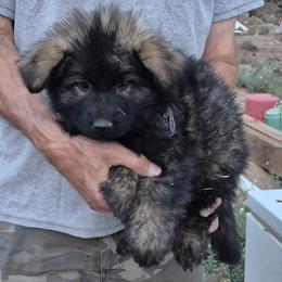 Blue Boy 1 - Sable male German Shepherd puppy in Lake George, Colorado from High Country German Shepherds