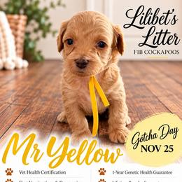Mr Yellow - Buff and white male Cockapoo puppy in Tampa, Florida from Mary Puppins