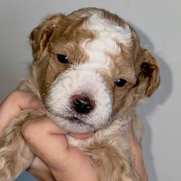 Woody Light Blue - Red  male Goldendoodle puppy in Vernon, Texas from Sugarland's Texas Goldendoodles