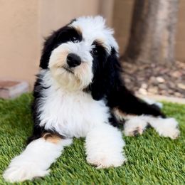 Dark Green Collar - Tri-color male Bernedoodle puppy in Mesa, Arizona from Desert Sheepies and Doodles
