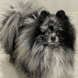 Art - Pomeranian