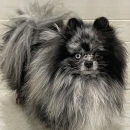 Art - Pomeranian