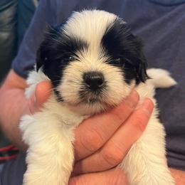 Duke - Black and white male Shih Tzu puppy in Reading, Michigan from You Little Shih-tzu’s 😊