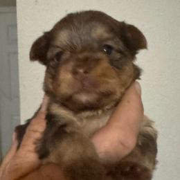 Chocolate female - Chocolate and tan female Yorkshire Terrier puppy in Milton, Florida from Sassenach Yorkie Kennels