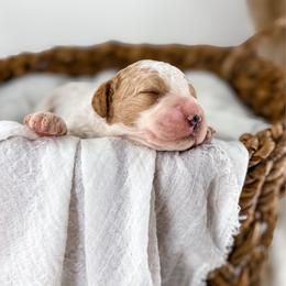Hattie's Last Chapter- Verse - Parti male Goldendoodle puppy in Russell Springs, Kentucky from Milk & Honey Doodles