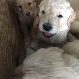 Goldendoodle Puppies from Toneytails Doodles