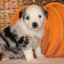 Snow White - Blue merle female Miniature Australian Shepherd puppy in Grandfield, Oklahoma from Hunt Farms Australian Shepherds