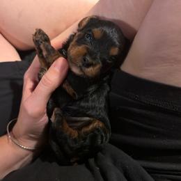 Hashbrown - Black and tan male Cavapoo puppy in Battle Lake, Minnesota from Panda Puppies