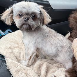 Phoebe Renae - Blue female Shih Tzu puppy in Berkeley Springs, West Virginia from Sandridge Shih Tzus