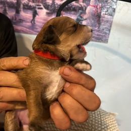 Sawatch, 1 week old - Wheaten female Whoodle puppy in Crawford, Colorado from Saddle Mountain Doodles