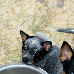 Blue boy - Blue male Australian Cattle Dog puppy in Cottage Grove, Oregon from Heirloom Ranch