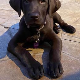 Labrador Retriever Puppies from Triple B Kennel