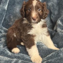 Branch - Red tri-color male Australian Shepherd puppy in Columbia Falls, Montana from Firefly Horse Co Wellness Retreat Center