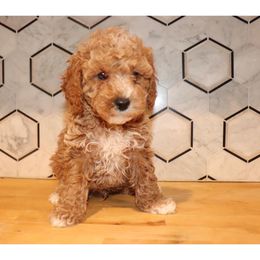 Luke - Cockapoo puppy in Drexel Hill, Pennsylvania from Paws of Abundance