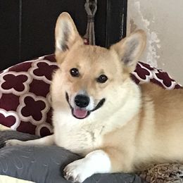 Festus - Pembroke Welsh Corgi