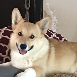 Festus - Pembroke Welsh Corgi