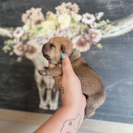 Boy 1 - Fawn male Chinese Shar-Pei puppy in Lehigh Acres, Florida from Florida Wrinkles