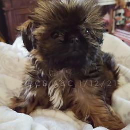 Shih Tzus from White Sands Shih Tzu's