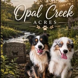 Miniature American Shepherds and Toy Australian Shepherds from Opal Creek Acres