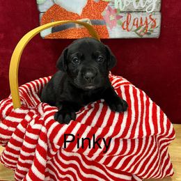 Pinky - Black Labrador Retriever puppy in Sandpoint, Idaho from Allen Sunnyside AKC Labs
