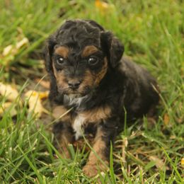 Elvis - Phantom male Poodle puppy in West Bend, Iowa from Blue Skies Terriers
