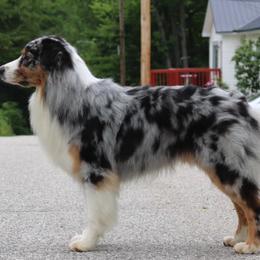 Australian Shepherds from Knauer Australian Shepherds