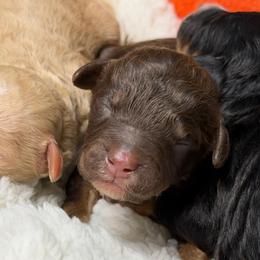 Brown Phantom M - Red tri-color male Aussiedoodle puppy in Belgreen, Alabama from Scott’s Farm Poodles and Doodles