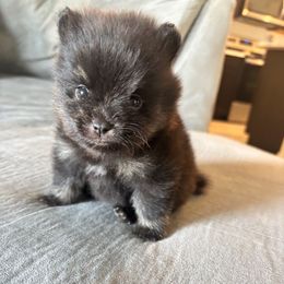 Greyson - Blue and tan Pomeranian puppy in Melbourne, Florida from Temple pomeranians
