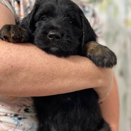 Tiny - Black tri-color female Assorted Doodle Crosses puppy in Cape Coral, Florida from Doodle Puppy Patch