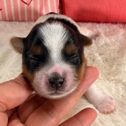 Zorro - Black tan and white male Biewer Terrier puppy in Stockbridge, Georgia from Jenn’s Georgia Morkies and Biewer Terriers