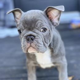 Blue - male French Bulldog puppy in Sarasota, Florida from Florida Frenchie Pups