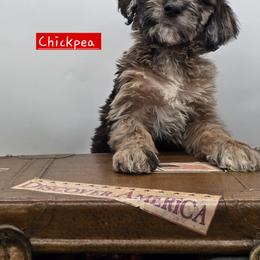 Bernedoodle and Goldendoodle Puppies from Granton Creek