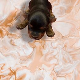 Marble - Black and tan female Yorkshire Terrier puppy in Pomona, California from Lunio's Yorkies