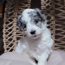 Yellow collar - Blue merle female Bernedoodle puppy in Wallace, Michigan from Daisy's Doodles
