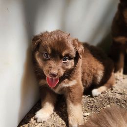 Briar - Red tri-color female Australian Shepherd puppy in Cable, Ohio from Resolute Aussies