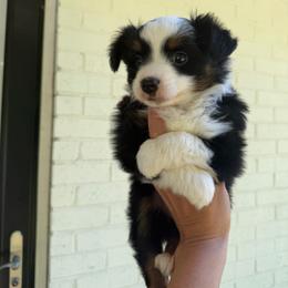 Sherman - Black tri male Miniature Australian Shepherd puppy in Greensboro, North Carolina from Rambling L Toy& Mini Aussies