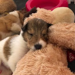 Collie Puppies from CYNDELLA COLLIES