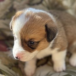 Ashton - Sable and white American Corgi puppy in Bethany, Connecticut from Wetmore Corgis
