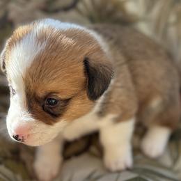 Ashton - Sable and white American Corgi puppy in Bethany, Connecticut from Wetmore Corgis