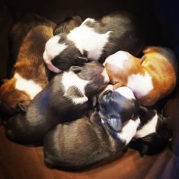 Boston Terrier Puppies from Rinehart Ranch