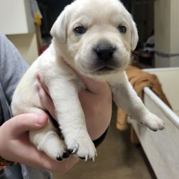 Freda - Yellow female Labrador Retriever puppy in Middleburg, Pennsylvania from Countrylanes labs