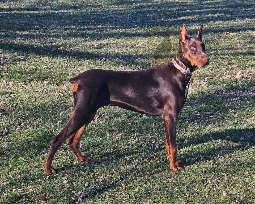 Mazikeen