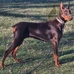 Mazikeen - Doberman Pinscher