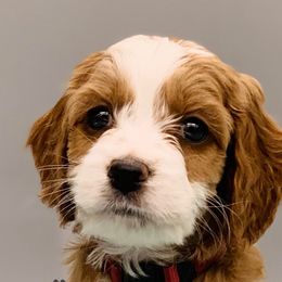 Cockapoos from Firefly Puppy Boutique
