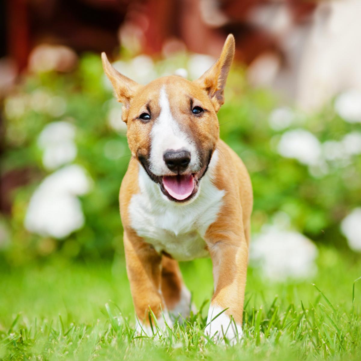 Bull Terrier Dog Breed Profile: Temperament Characteristics | Good Dog