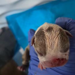 Girl 1 - Lilac female Boston Terrier puppy in Des Moines, Iowa from Razmom's Boston Terriers
