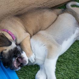 Anatolian Shepherd Dog Puppies from Fiddler’s Dream Anatolians