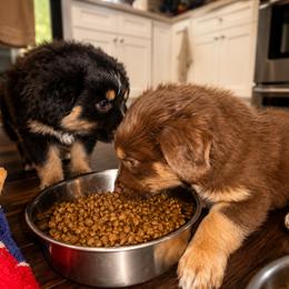 Australian Shepherd Puppies from McElroy Homestead Austrailian Shepherds