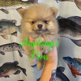 Toothless - Blue sable male Pomeranian puppy in Indianola, Iowa from Argetsinger Poms