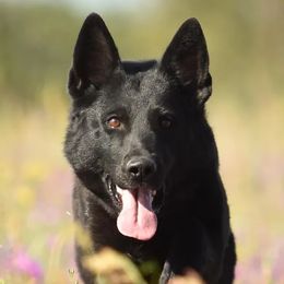 Xena - German Shepherd